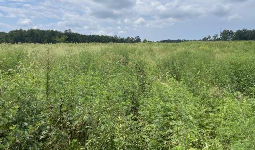 Photo #17 of 175 AC Tomlinson Road, Victoria, VA 175.0 acres