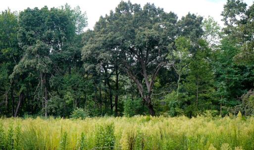 Photo #17 of Sweden Fork Creek Lane, Chatham, VA 201.0 acres