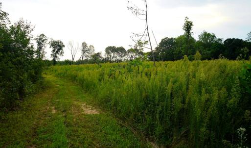 Photo #19 of Sweden Fork Creek Lane, Chatham, VA 201.0 acres