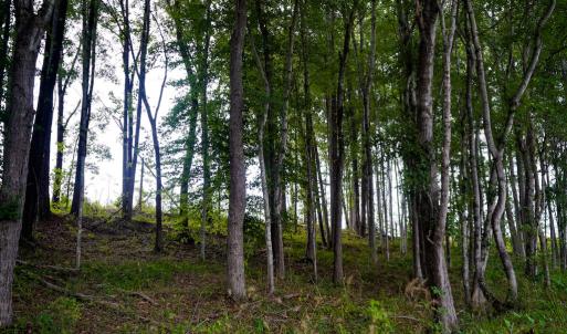 Photo #21 of Sweden Fork Creek Lane, Chatham, VA 201.0 acres