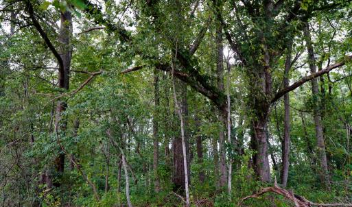 Photo #22 of Sweden Fork Creek Lane, Chatham, VA 201.0 acres