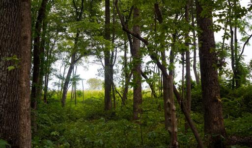 Photo #23 of Sweden Fork Creek Lane, Chatham, VA 201.0 acres