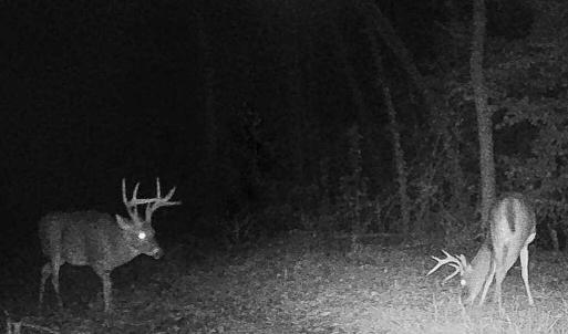 Photo #42 of Sweden Fork Creek Lane, Chatham, VA 201.0 acres