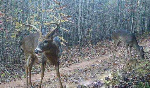 Photo #43 of Sweden Fork Creek Lane, Chatham, VA 201.0 acres
