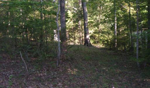 View of wooded lot