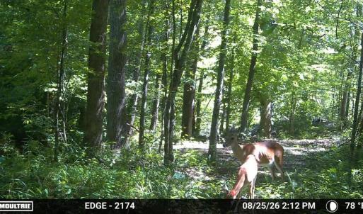 Photo #27 of Gully Tavern Rd, Rice, VA 9.0 acres