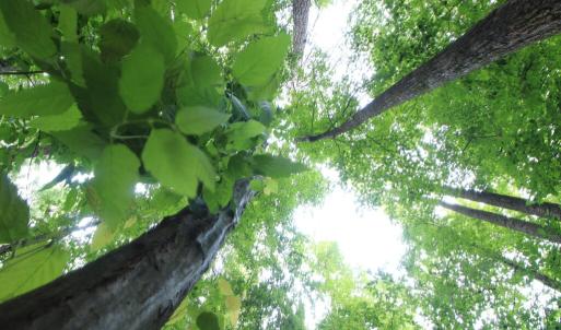 Photo #36 of Barton Rd, Green Bay, VA 5.4 acres
