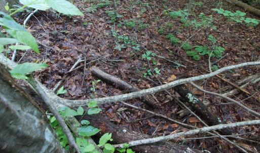 Photo #41 of Barton Rd, Green Bay, VA 5.4 acres