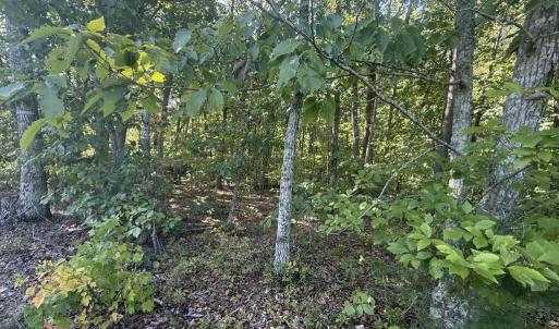 Photo #8 of 2362 Dixie Hill Rd, Buckingham, VA 6.1 acres
