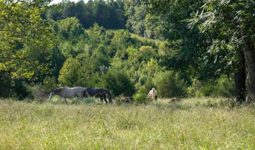Photo #6 of 630 Meherrin Road, Meherrin, VA 7.0 acres