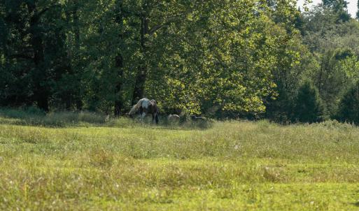 Photo #3 of 630 Schultz Mt. Road, Meherrin, VA 5.0 acres