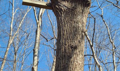 Photo #56 of Lees Mill Road, Drakes Branch, VA 61.5 acres