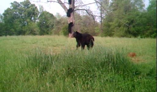Photo #57 of Lees Mill Road, Drakes Branch, VA 61.5 acres