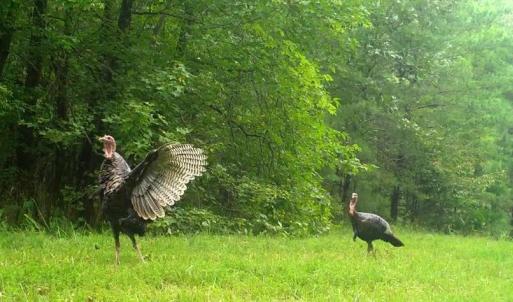 Photo #58 of Lees Mill Road, Drakes Branch, VA 61.5 acres