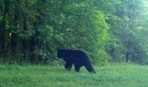 Photo #59 of Lees Mill Road, Drakes Branch, VA 61.5 acres