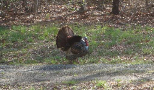 Photo #60 of Lees Mill Road, Drakes Branch, VA 61.5 acres