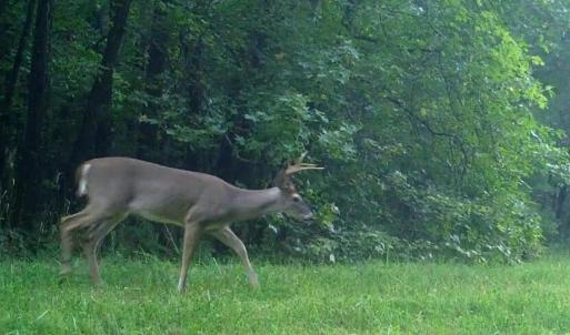 Photo #61 of Lees Mill Road, Drakes Branch, VA 61.5 acres
