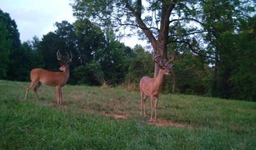Photo #62 of Lees Mill Road, Drakes Branch, VA 61.5 acres