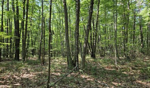 Photo #11 of 604 Meadow Creek, Wingina, VA 5.6 acres