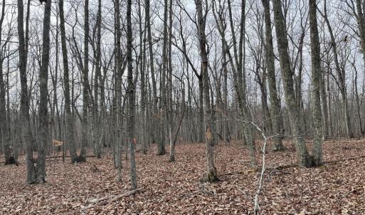 Photo #13 of 10.27 Acre College Park Lane, Keysville, VA 10.3 acres