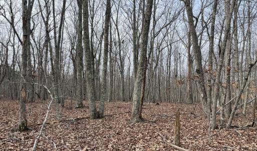 Photo #14 of 10.27 Acre College Park Lane, Keysville, VA 10.3 acres
