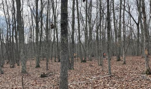Photo #15 of 10.27 Acre College Park Lane, Keysville, VA 10.3 acres