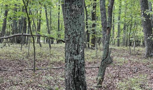 Photo #17 of 10.27 Acre College Park Lane, Keysville, VA 10.3 acres