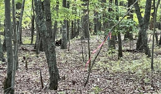 Photo #18 of 10.27 Acre College Park Lane, Keysville, VA 10.3 acres