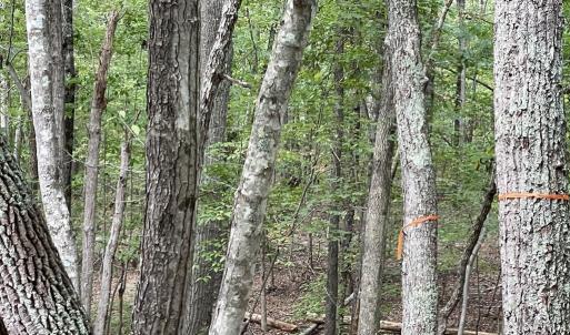Photo #19 of 10.27 Acre College Park Lane, Keysville, VA 10.3 acres