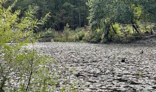 Photo #24 of 10.27 Acre College Park Lane, Keysville, VA 10.3 acres