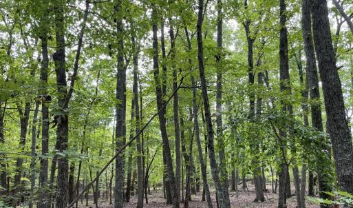 Photo #29 of 10.27 Acre College Park Lane, Keysville, VA 10.3 acres