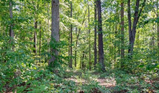 Photo #2 of 00 Mountain Hall, Crewe, VA 17.0 acres