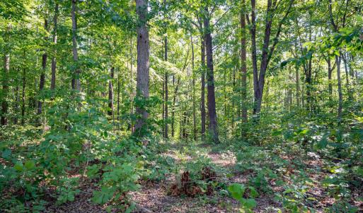 Photo #3 of 00 Mountain Hall, Crewe, VA 17.0 acres