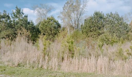 Photo #4 of Lot 6 CEDAR GROVE DRIVE, PAINTER, VA 1.6 acres