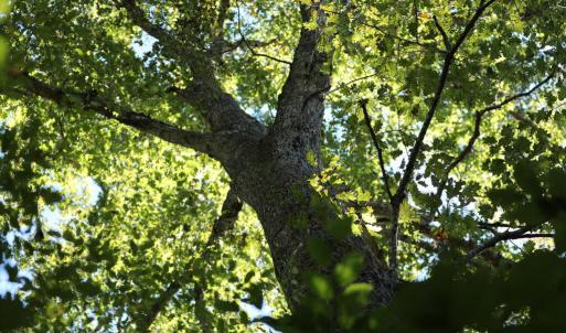 Photo #3 of Hollywood Road, Appomattox, VA 84.4 acres