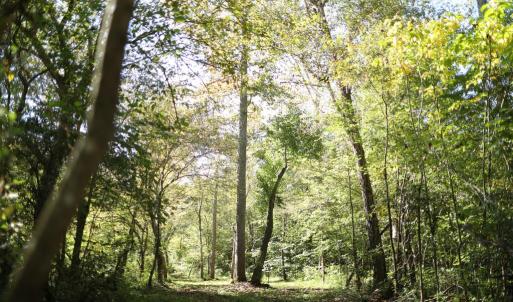 Photo #5 of Hollywood Road, Appomattox, VA 84.4 acres