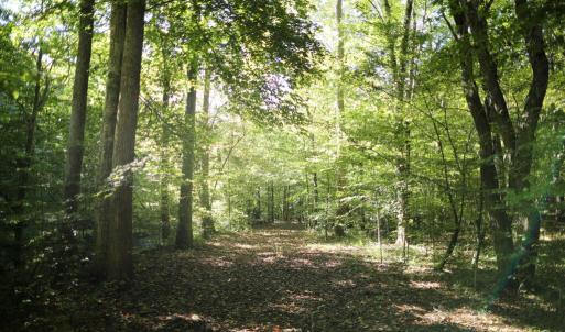 Photo #6 of Hollywood Road, Appomattox, VA 84.4 acres