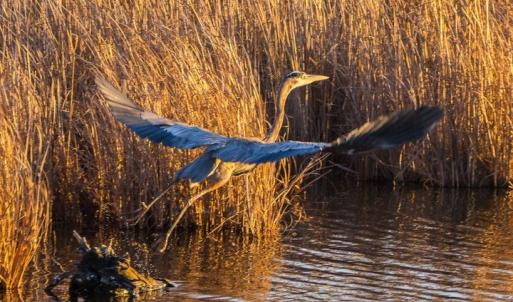 Photo #3 of ALICATO RD, PARKSLEY, VA 20.0 acres