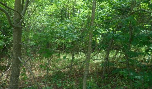 Photo #4 of Lot 21 YEO NECK RUN, MELFA, VA 0.7 acres