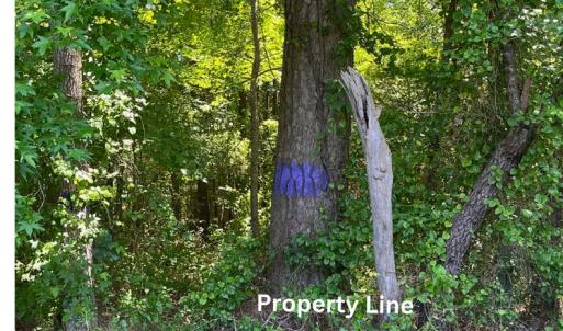 Photo #2 of 15001 WINTERVILLE RD, BLOXOM, VA 9.0 acres