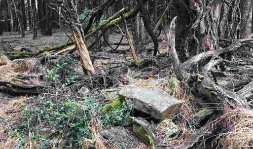 Photo #10 of 503 GARDEN LN, PALMYRA, VA 49.8 acres