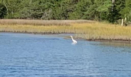 Wildlife