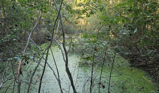 Photo #10 of B1C&B1E SAVAGEVILLE RD, ONANCOCK, VA 26.2 acres