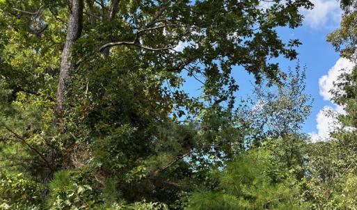 Photo #6 of Lot A-4 WHITE TAIL LANE, MACHIPONGO, VA 3.8 acres