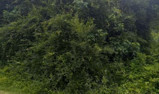 Photo #1 of LEWIS ESTATES LANE - LOT 3, SPOTSYLVANIA, VA 5.4 acres