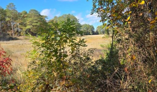 Photo #3 of BARNES CIR, PARKSLEY, VA 1.1 acres