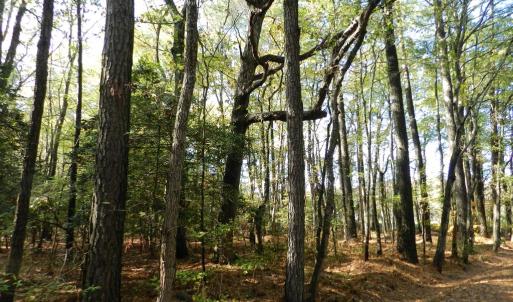 Photo #7 of Lot E2 BATTLE POINT RD, JAMESVILLE, VA 3.1 acres