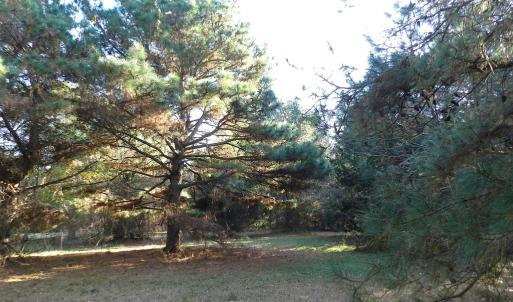 Photo #15 of Lot 3&X BARLOW CREEK LN., EASTVILLE, VA 5.0 acres