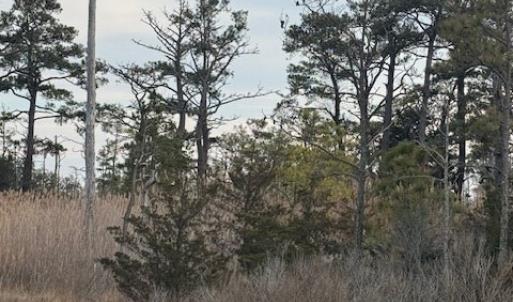 Photo #4 of 11 WILDCAT LN, CHINCOTEAGUE, VA 3.7 acres