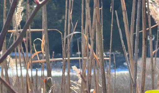 Photo #4 of Lot 35 SEAVIEW ST, ACCOMAC, VA 3.3 acres